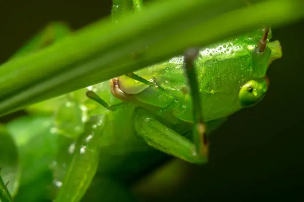 Green Grasshopper/Acridomorph shot from bottom up half body shot with its sharp eye on focus