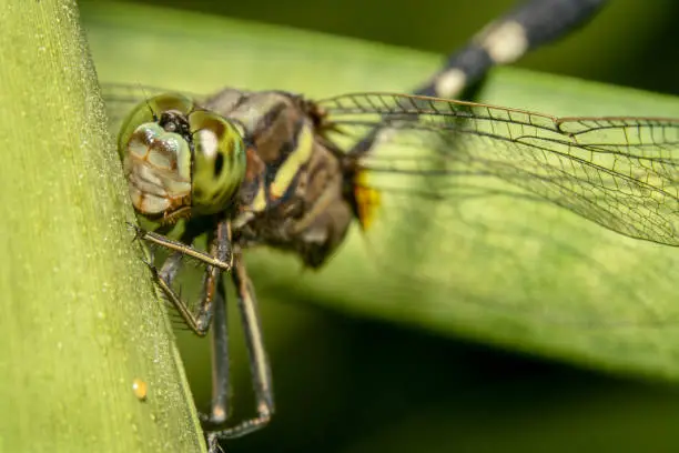 Full body shot of a Green dragonfly/globe wanderer hiding behind a green plant with its eyes and wing in focus looking at the camera curiously. Far away shot