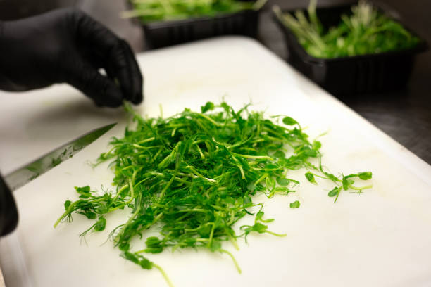 Gloved hands cutting green pea sprouts with knife on white plastic chopping board.