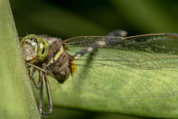 Full body shot of a Green dragonfly/globe wanderer hiding behind a green plant with its eyes and wing in focus looking at the camera curiously