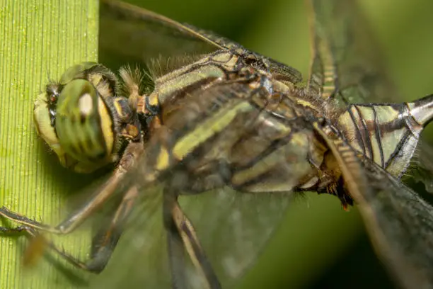 Green dragonfly/globe wanderer sitting on a green plant side views with big eye in focus