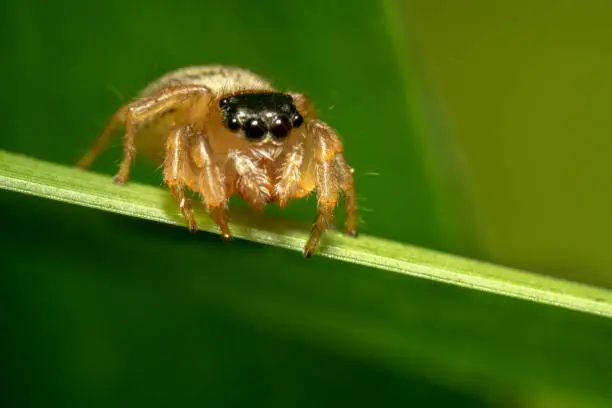 Tiny Jumping spider/Salticidae with many eyes looking to its left side trying to get away from the camera. Light's reflection is reflected on spider's eyes