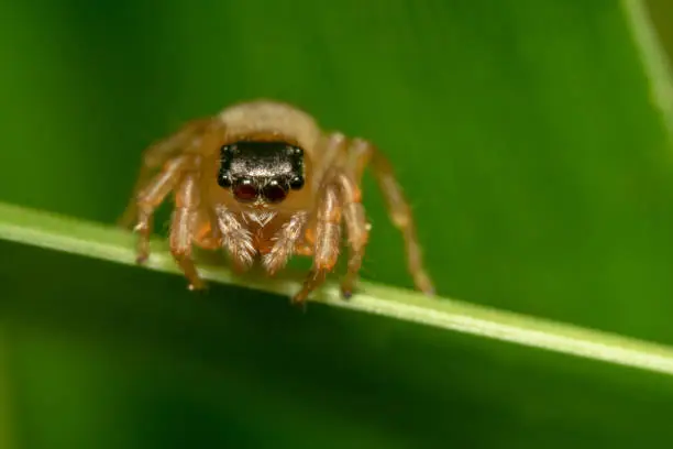 Tiny Jumping spider/Salticidae looking down/almost falling to the ground ready to jump and its eyes looks like a lens of a camera/hollow tube