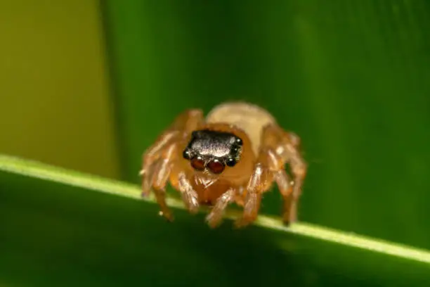 Tiny Jumping spider/Salticidae looking down on the ground ready to jump and its eyes looks like a lens of a camera/hollow tube