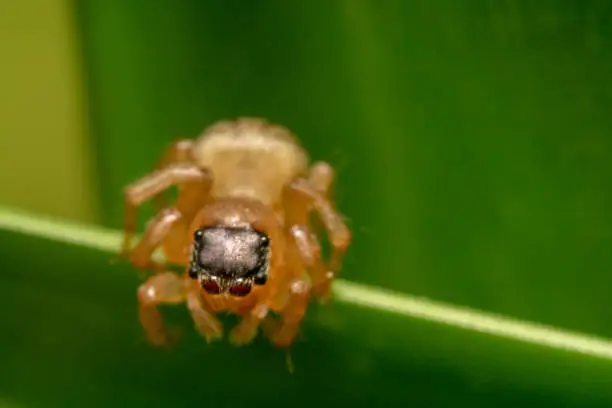 Tiny Jumping spider/Salticidae looking down/almost falling to the ground ready to jump and its eyes looks like a lens of a camera/hollow tube