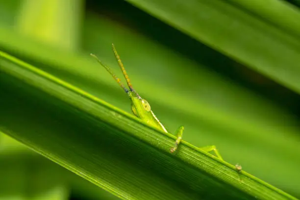 Grasshopper/Acridomorpha is peeking down from the side of a green plant with its antennas pointed up. Grasshopper camouflaging itself and shying away from the camera