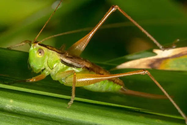 Green Grasshopper/Acridomorpha with orange legs ready to jump off a plan it is sitting on with its antennas pointing up