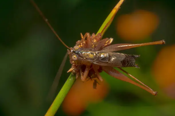 Orange looking grasshopper/Acridomorpha on a green plant with colourful orange flower background withs its antennas pointing up