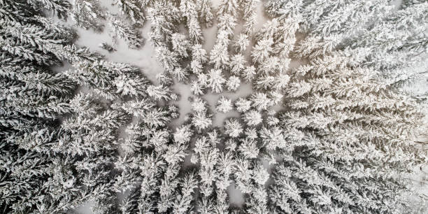 istock White wood seen from above 1135090054