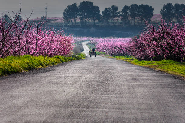Road with a tractor and peach trees in bloom on both sides, in a sunny morning. Old pines on background. Aitona. Agriculture. stock photo