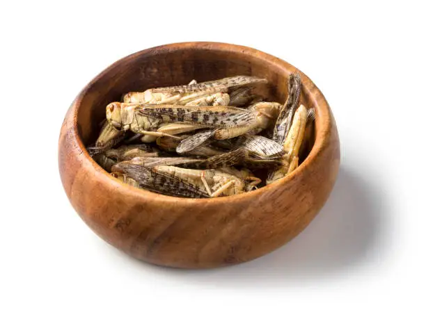 Edible grasshoppers in a wooden bowl isolated on a white background