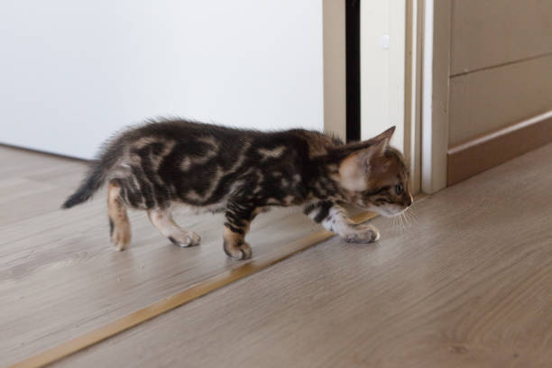 istock Cute bengal cat kitten at home 1135090537