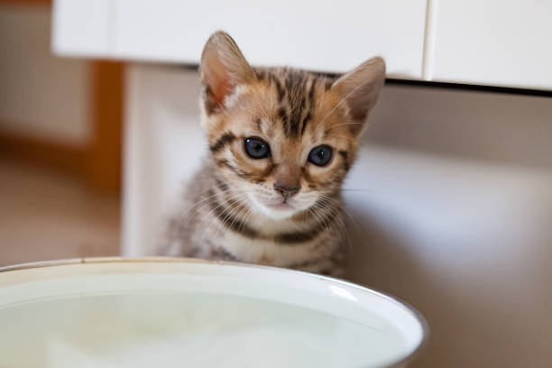 istock Cute bengal cat kitten at home 1135090541
