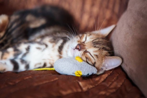 istock Cute bengal cat kitten at home 1135090560