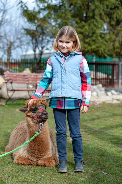 istock alpaca with a girl 1135091459