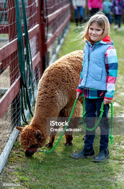 Alpaka Mit Einem Mädchen Stockfoto und mehr Bilder von 6-7 Jahre - 6-7 Jahre, 8-9 Jahre, Agrarbetrieb
