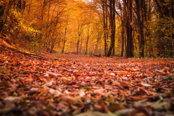 istock Autumn on Fruska Gora 1135091656