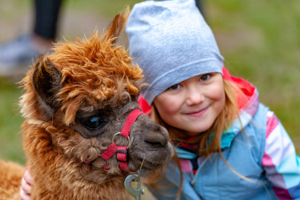 istock alpaca with a girl 1135091676