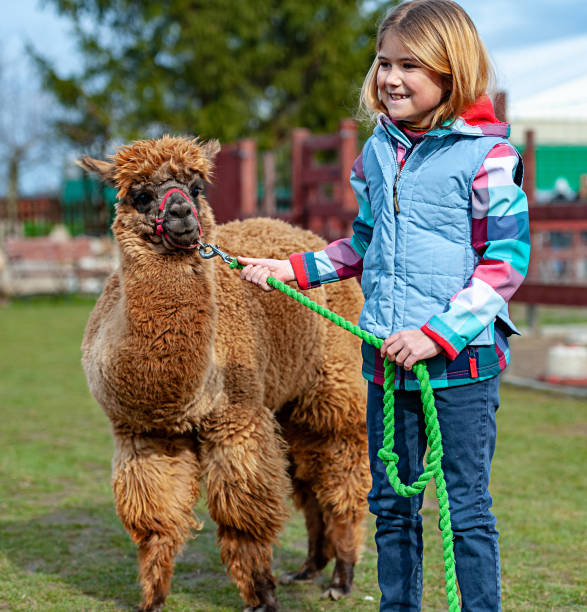 alpaca with a girl - zoo child llama animal imagens e fotografias de stock