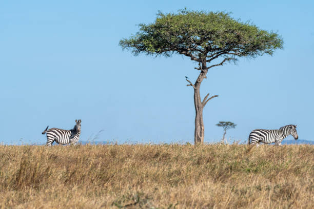 istock Zebras looking up for predators while feeding grass under a tree in Maasai Mara 1135091758