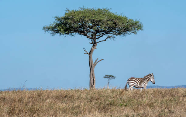 istock Zebras looking up for predators while feeding grass under a tree in Maasai Mara 1135091779