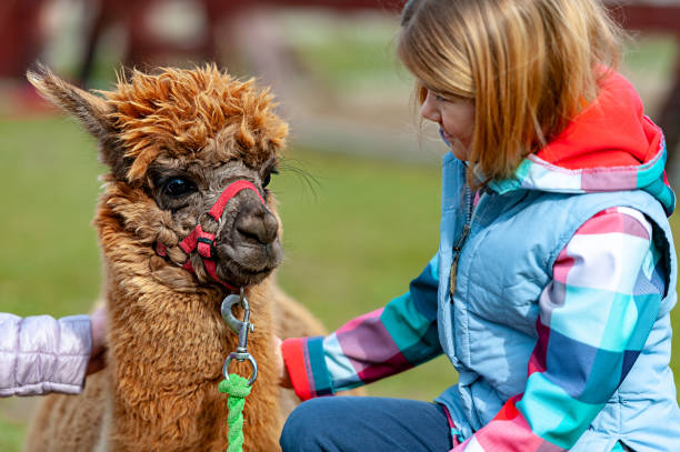 istock alpaca with a girl 1135091790