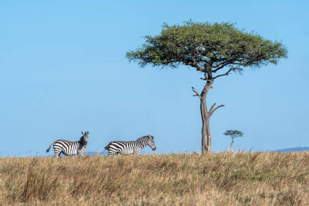istock Zebras looking up for predators while feeding grass under a tree in Maasai Mara 1135091799