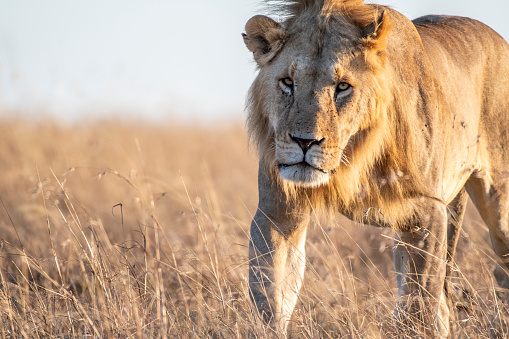 Close up shot of male lion walking in savanna at sunrise, Maasai Mara national reserve