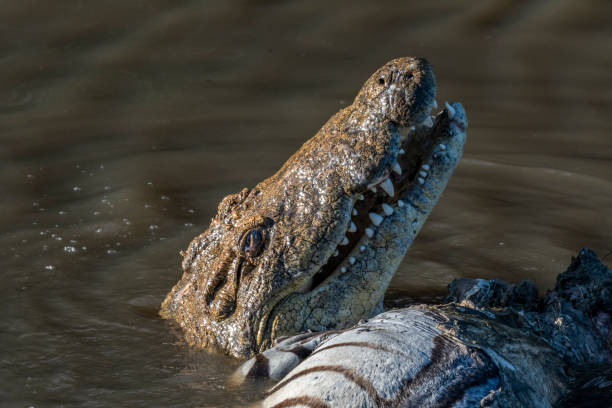 istock Crocodile eating zebra in water stream in Mara triangle 1135091839