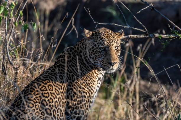 istock Male Leopard close up portrait 1135091866