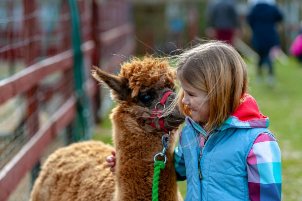 alpaca with a girl - zoo child llama animal imagens e fotografias de stock