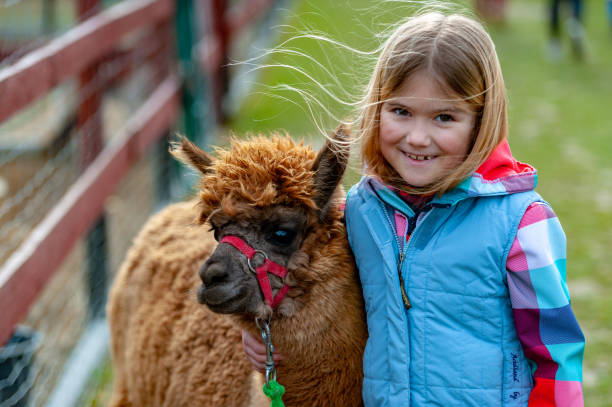 istock alpaca with a girl 1135091920