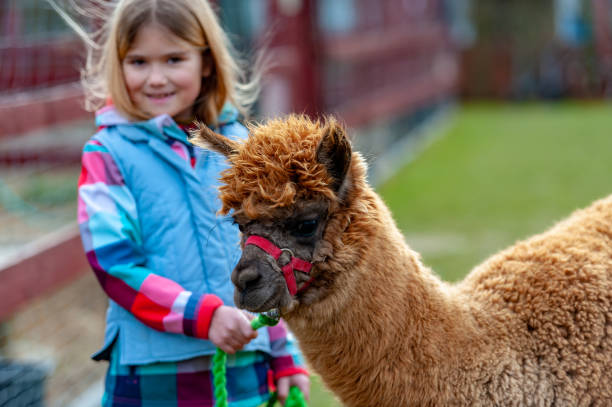 istock alpaca with a girl 1135092486