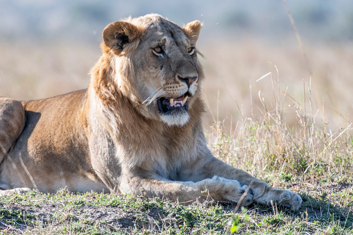 Big male lion resting in daytime in Maasai Mara