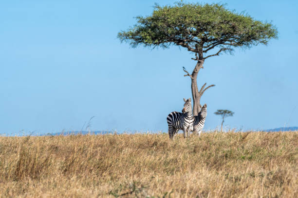istock Zebras looking up for predators while feeding grass under a tree in Maasai Mara 1135093029