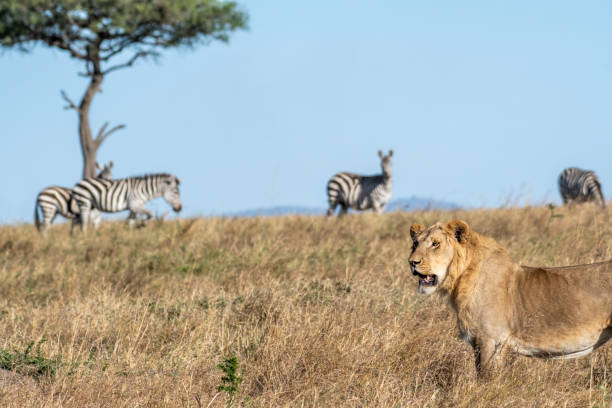 istock Zebras standing little far from lion in Maasai Mara 1135093033