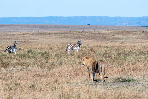 istock Zebras standing little far from lion in Maasai Mara 1135093035