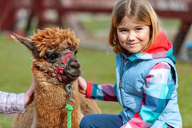 istock alpaca with a girl 1135093040