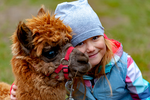 alpaca with a girl in a home zoo