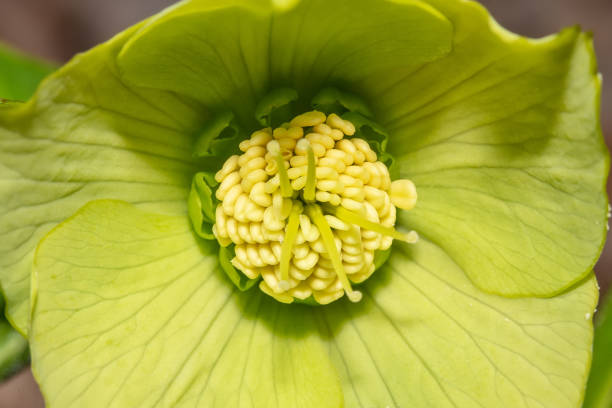 Green Hellebore, Bear's-foot (Helleborus viridis)