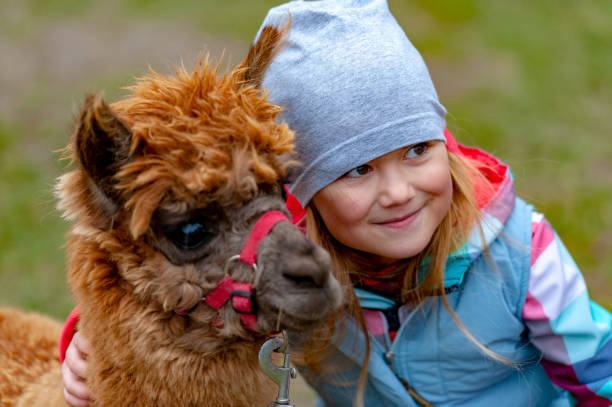 alpaca com uma menina - zoo child llama animal - fotografias e filmes do acervo