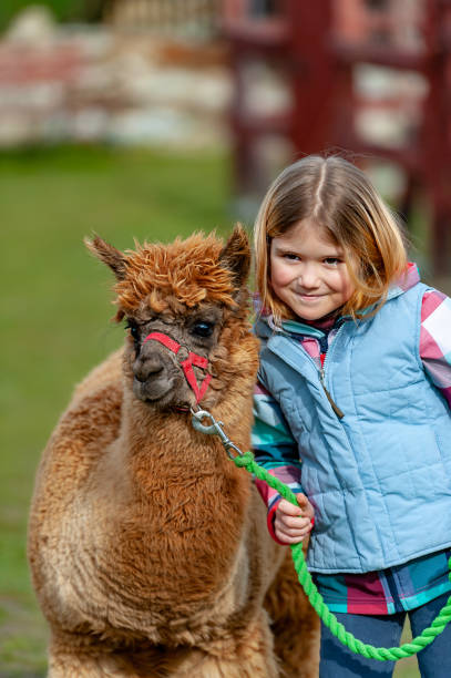 istock alpaca with a girl 1135093266