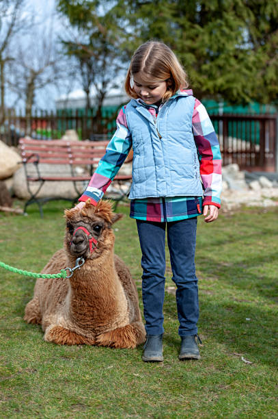 istock alpaca with a girl 1135093365