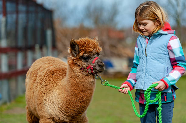 istock alpaca with a girl 1135093440