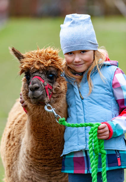 alpaca with a girl - zoo child llama animal imagens e fotografias de stock