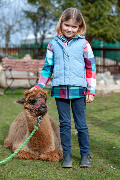 istock alpaca with a girl 1135093699