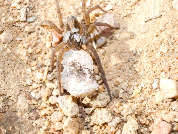 female spider with a cocoon - eggs animal egg stack stacking imagens e fotografias de stock