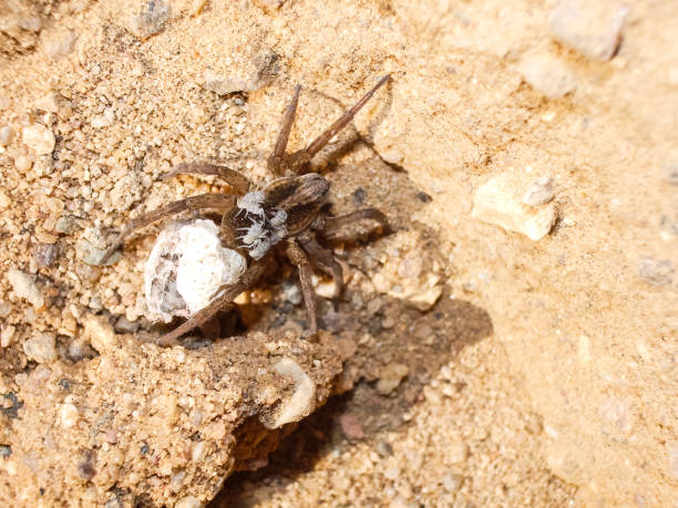 female spider with a cocoon - eggs animal egg stack stacking imagens e fotografias de stock