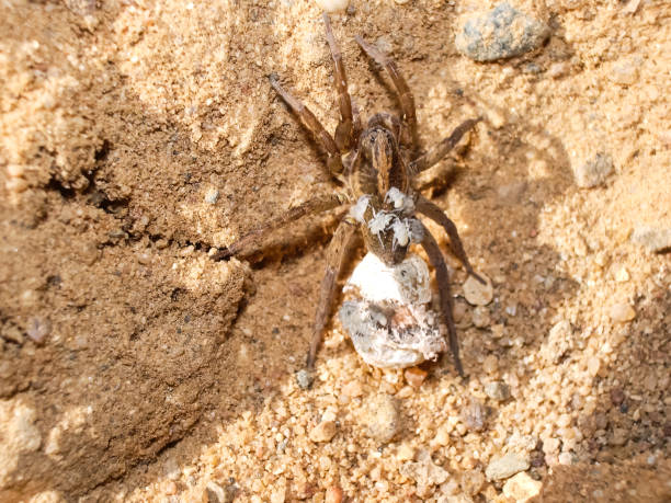 female spider with a cocoon - eggs animal egg stack stacking imagens e fotografias de stock