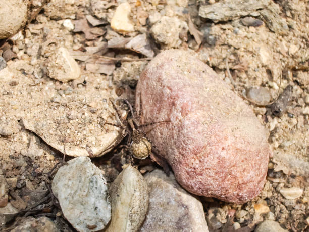 female spider with a cocoon - eggs animal egg stack stacking imagens e fotografias de stock